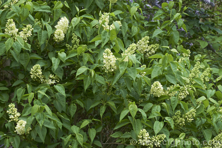 Syringa vulgaris 'Primrose', a pale yellow-flowered lilac cultivar. It is a sport of the cultivar 'Marie Legraye' and was introduced in the late 1940s. It tends to flower a little later than other lilacs. Order: Lamiales, Family: Oleaceae