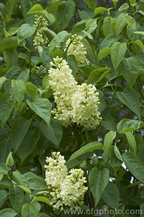 Syringa vulgaris 'Primrose', a pale yellow-flowered lilac cultivar. It is a sport of the cultivar 'Marie Legraye' and was introduced in the late 1940s. It tends to flower a little later than other lilacs. Order: Lamiales, Family: Oleaceae