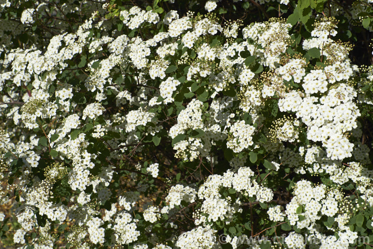 Snowmound. Spirea (<i>Spiraea nipponica 'Snowmound'), a heavy-blooming cultivar of a spring-flowering deciduous shrub native to Japan. It grows 15-2m high and wide. The flowers are typically white but often have a faint pink flush. spiraea-3326htm'>Spiraea.