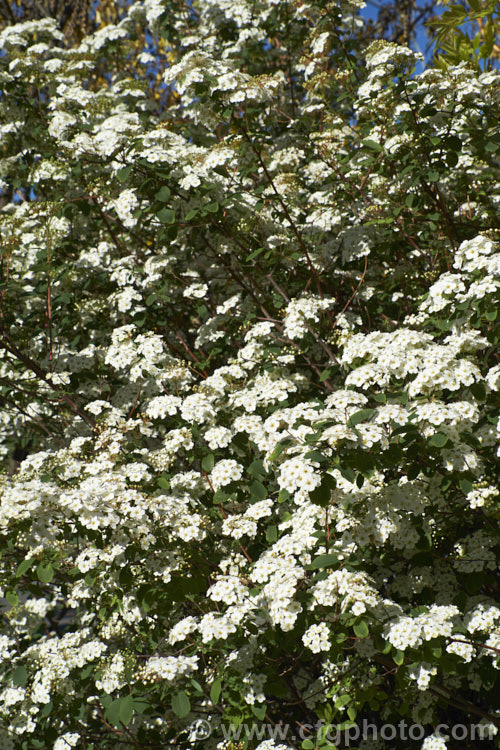 Snowmound. Spirea (<i>Spiraea nipponica 'Snowmound'), a heavy-blooming cultivar of a spring-flowering deciduous shrub native to Japan. It grows 15-2m high and wide. The flowers are typically white but often have a faint pink flush. spiraea-3326htm'>Spiraea.