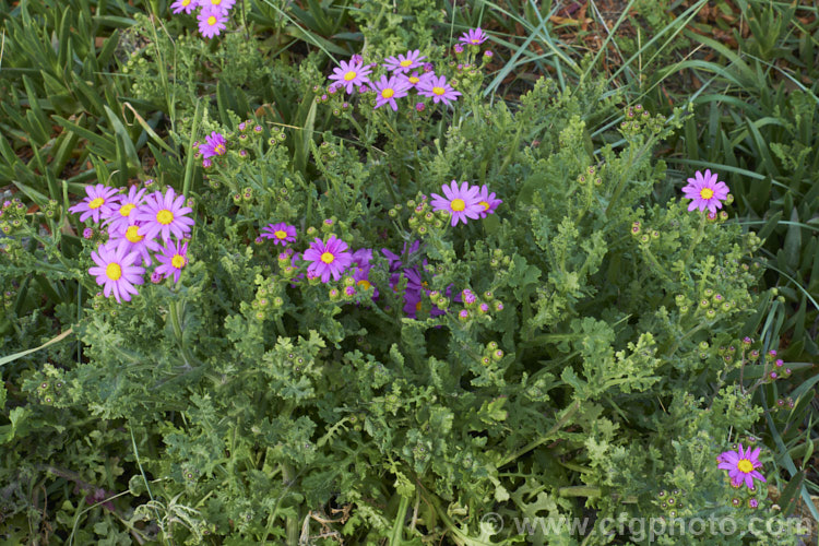 Wild Cineraria, Purple Ragwort or Purple Groundsel (<i>Senecio elegans</i>), a summer-flowering semi-succulent annual or short-lived perennial up to 60cm high and wide. Originally native to southern Africa, it has now naturalised in many mild coastal areas around the world. senecio-3303htm'>Senecio.
