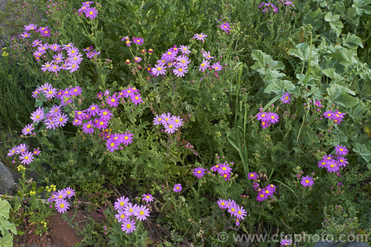 Wild Cineraria, Purple Ragwort or Purple Groundsel (<i>Senecio elegans</i>), a summer-flowering semi-succulent annual or short-lived perennial up to 60cm high and wide. Originally native to southern Africa, it has now naturalised in many mild coastal areas around the world. senecio-3303htm'>Senecio.