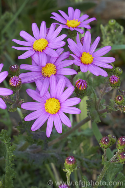 Wild Cineraria, Purple Ragwort or Purple Groundsel (<i>Senecio elegans</i>), a summer-flowering semi-succulent annual or short-lived perennial up to 60cm high and wide. Originally native to southern Africa, it has now naturalised in many mild coastal areas around the world. senecio-3303htm'>Senecio.