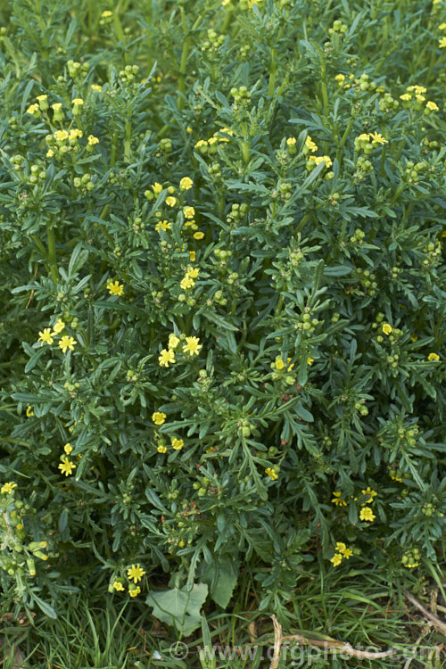 Senecio sterquilinus, a rather succulent foliaged daisy found in coastal regions throughout New Zealand, including the Chatham Islands. It grows to around 60cm high and wide and flowers from spring. senecio-3303htm'>Senecio.
