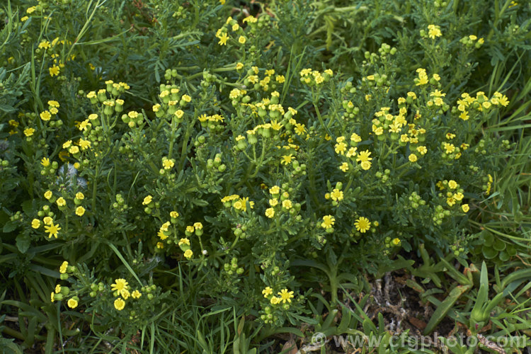 Senecio sterquilinus, a rather succulent foliaged daisy found in coastal regions throughout New Zealand, including the Chatham Islands. It grows to around 60cm high and wide and flowers from spring. senecio-3303htm'>Senecio.