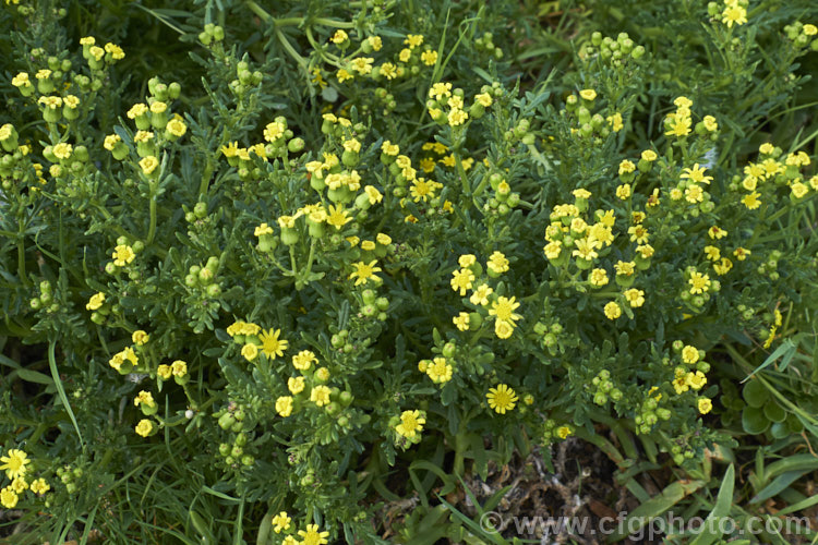Senecio sterquilinus, a rather succulent foliaged daisy found in coastal regions throughout New Zealand, including the Chatham Islands. It grows to around 60cm high and wide and flowers from spring. senecio-3303htm'>Senecio.