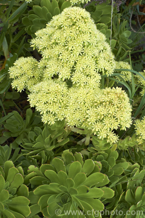 <i>Aeonium canariense</i>, an evergreen succulent shrub-like perennial from the Canary Islands. It bears showy heads of pale yellow flowers in spring. Order: Saxifragales, Family: Crassulaceae
