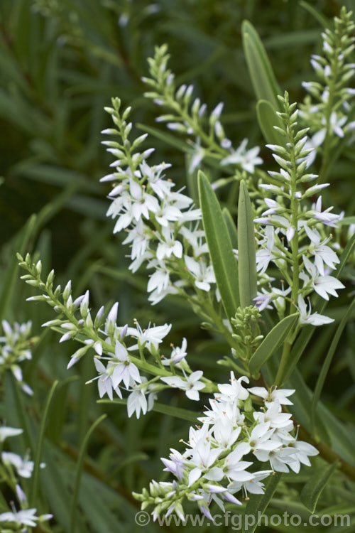 Veronica townsonii (syn. Hebe townsonii</i>), a 1-12m high evergreen spring-flowering shrub found in isolated pockets in the lower. North Island and upper. South Island of New Zealand