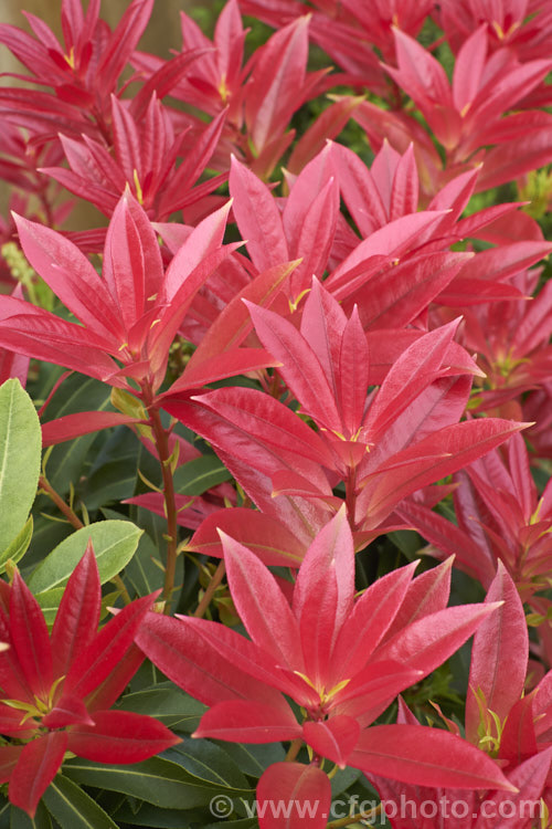 The bright red young growth of Pieris formosa var. forrestii, a variety of a 3m tall, spring-flowering, evergreen shrub native to the Himalayan region. Unlike the species its flowers are always white and are slightly scented. pieris-2209htm'>Pieris. Order: Ericales, Family: Ericaceae