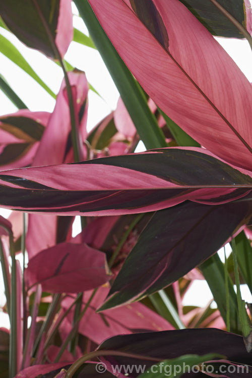 <a href='marantaceae-plant-family-photoshtml'>Marantaceae</a>
