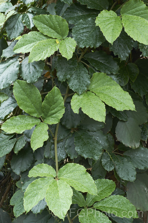 Chestnut. Vine or Lizard Plant (<i>Tetrastigma voinierianum</i>), a very strong-growing evergreen vine that is a member of the grape family (<i>Vitaceae</i>). It climbs by means of twining tendrils, has felted undersides on its young leaves, produces small green to cream flowers followed by brown fruits and is native to Laos and nearby parts of tropical Southeast Asia. tetrastigma-3535htm'>Tetrastigma. .