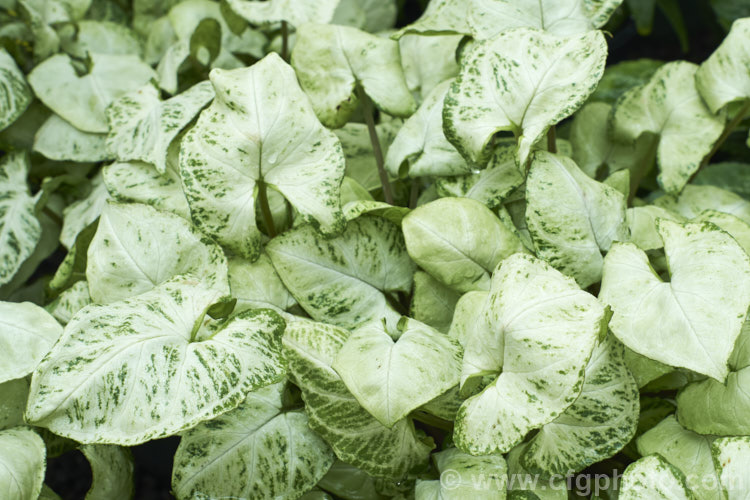 Syngonium 'Glo. Go', a compact dwarf, boldly variegated, non-vining cultivar of Syngonium podophyllum. The foliage variegation is quite variable