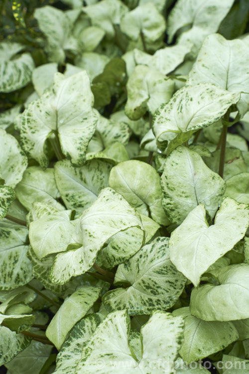 Syngonium 'Glo. Go', a compact dwarf, boldly variegated, non-vining cultivar of Syngonium podophyllum. The foliage variegation is quite variable