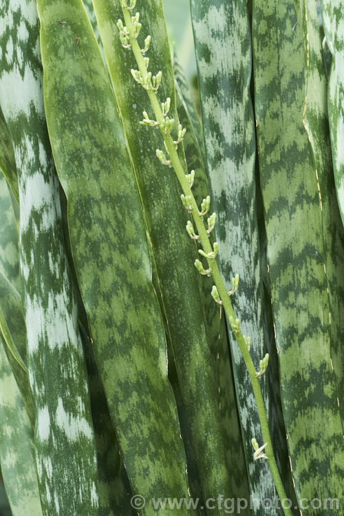 The developing flower spike of the bowstring hemp or mother-in-law's tongue (<i>Sansevieria trifasciata</i>), a xerophytic fibrous-leafed perennial native to Nigeria. The many cultivars of this species are often seen as house plants. sansevieria-2484htm'>Sanseviera.