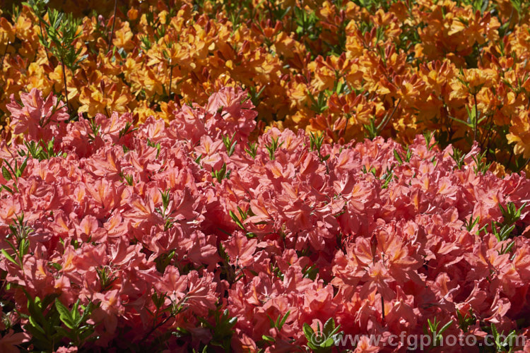 A group of deciduous azaleas