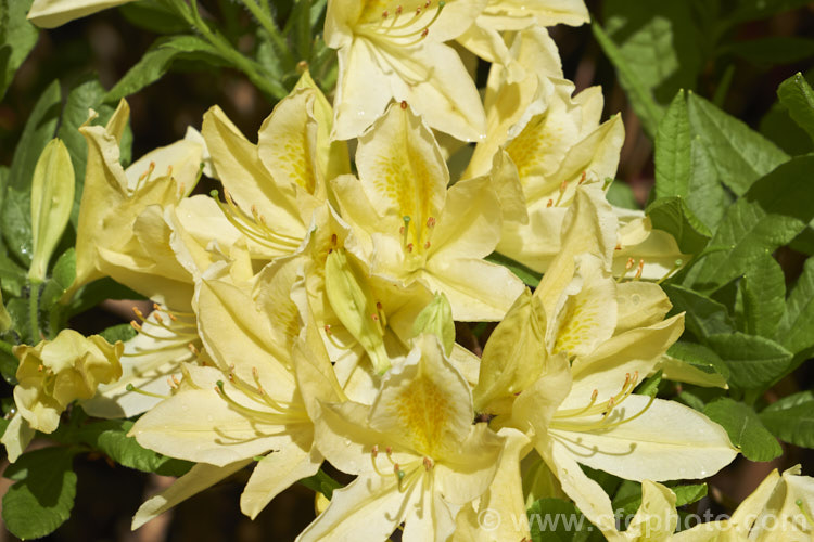 Rhododendron (deciduous azalea</i>) 'Ghent. Cream', a Ghent hybrid of uncertain origins