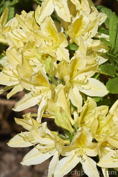 Rhododendron (deciduous azalea</i>) 'Ghent. Cream', a Ghent hybrid of uncertain origins