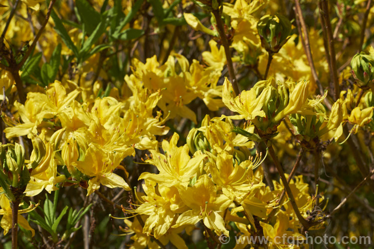 Pontic. Azalea or Yellow Honeysuckle (<i>Rhododendron luteum</i>), a 3-4m tall, fragrant, spring-flowering deciduous native to southeastern Europe and southwestern Asia. Despite the pleasant scent, the flowers have toxic nectar