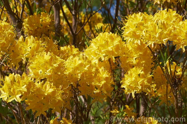 Pontic. Azalea or Yellow Honeysuckle (<i>Rhododendron luteum</i>), a 3-4m tall, fragrant, spring-flowering deciduous native to southeastern Europe and southwestern Asia. Despite the pleasant scent, the flowers have toxic nectar