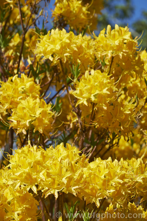 Pontic. Azalea or Yellow Honeysuckle (<i>Rhododendron luteum</i>), a 3-4m tall, fragrant, spring-flowering deciduous native to southeastern Europe and southwestern Asia. Despite the pleasant scent, the flowers have toxic nectar
