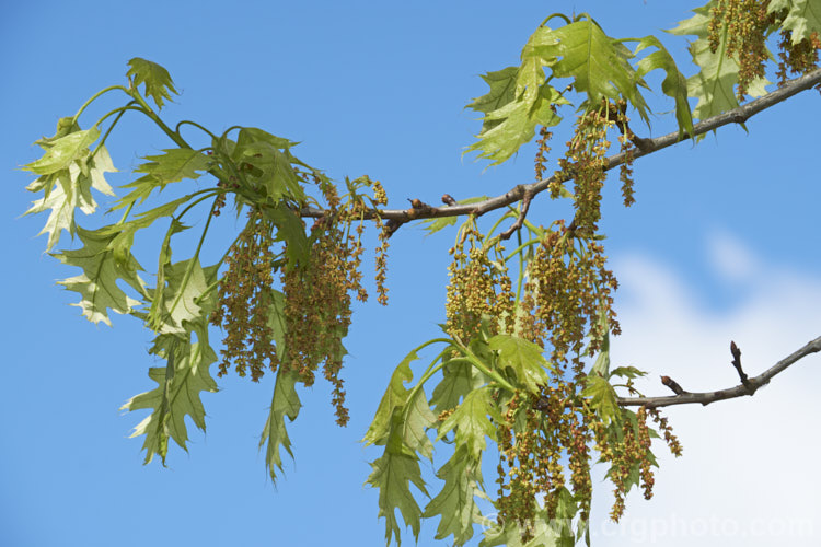 The young foliage and flowers of the Pin Oak (<i>Quercus palustris</i>), a 20-35m tall deciduous tree native to northeast. North America. This species has a columnar habit and often colours well in autumn, turning deep red. It can be distinguished from the similar. Scarlet Oak (<i>Quercus coccinea</i>), by its small acorns, minute tufts of hairs in the forks of the veins on the undersides of its leaves and usually narrower, asymmetrical basal foliage lobes. Order: Fagales, Family: Fagaceae