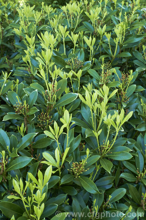 The spring foliage of Skimmia japonica subsp. reevesiana, a self-fertile hermaphrodite subspecies of an evergreen shrub from China and Japan. Although reevesiana does not produce much pollen, it usually has a reliable crop of bright red berries