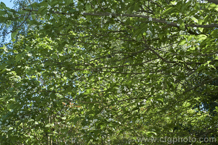Sinojackia xylocarpa, a spring-flowering, small deciduous tree up to 7m tall It is native to Jiangsu. Province in eastern China, where it occurs at elevations up to 800m. The pendulous clusters of small, delicate, six-petalled white flowers are followed by distinctively capped, brown seed capsules that can be conspicuous if abundant. sinojackia-3312htm'>Sinojackia. <a href='styracaceae-plant-family-photoshtml'>Styracaceae</a>.