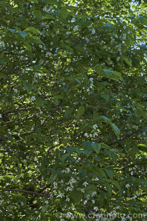 Sinojackia xylocarpa, a spring-flowering, small deciduous tree up to 7m tall It is native to Jiangsu. Province in eastern China, where it occurs at elevations up to 800m. The pendulous clusters of small, delicate, six-petalled white flowers are followed by distinctively capped, brown seed capsules that can be conspicuous if abundant. sinojackia-3312htm'>Sinojackia. <a href='styracaceae-plant-family-photoshtml'>Styracaceae</a>.