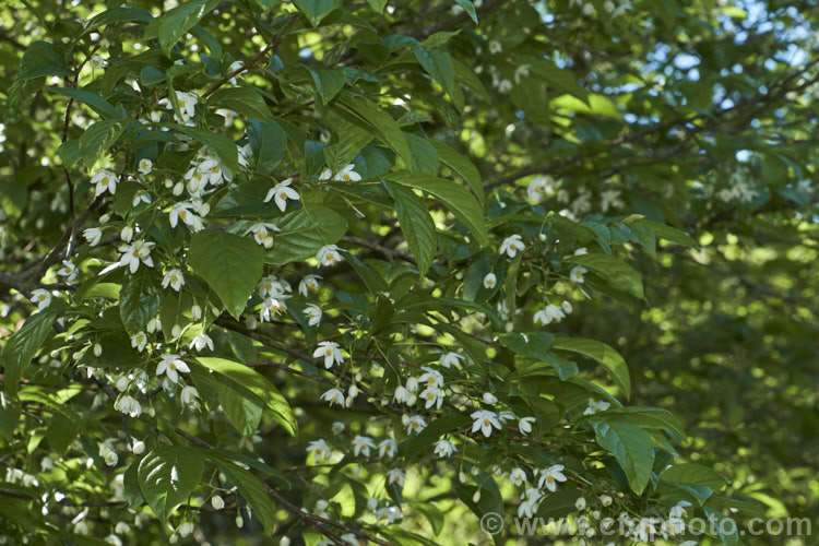 Sinojackia xylocarpa, a spring-flowering, small deciduous tree up to 7m tall It is native to Jiangsu. Province in eastern China, where it occurs at elevations up to 800m. The pendulous clusters of small, delicate, six-petalled white flowers are followed by distinctively capped, brown seed capsules that can be conspicuous if abundant. sinojackia-3312htm'>Sinojackia. <a href='styracaceae-plant-family-photoshtml'>Styracaceae</a>.