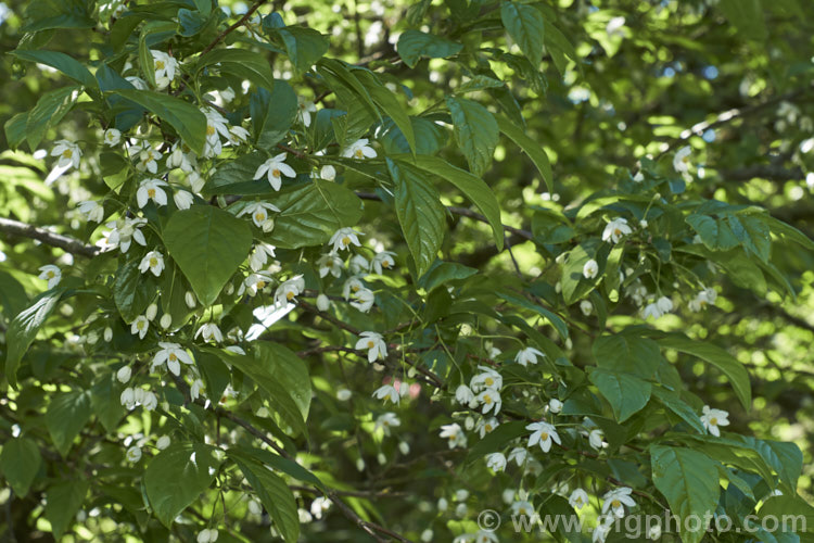 Sinojackia xylocarpa, a spring-flowering, small deciduous tree up to 7m tall It is native to Jiangsu. Province in eastern China, where it occurs at elevations up to 800m. The pendulous clusters of small, delicate, six-petalled white flowers are followed by distinctively capped, brown seed capsules that can be conspicuous if abundant. sinojackia-3312htm'>Sinojackia. <a href='styracaceae-plant-family-photoshtml'>Styracaceae</a>.