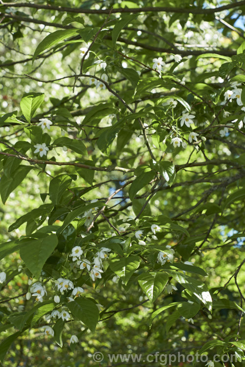Sinojackia xylocarpa, a spring-flowering, small deciduous tree up to 7m tall It is native to Jiangsu. Province in eastern China, where it occurs at elevations up to 800m. The pendulous clusters of small, delicate, six-petalled white flowers are followed by distinctively capped, brown seed capsules that can be conspicuous if abundant. sinojackia-3312htm'>Sinojackia. <a href='styracaceae-plant-family-photoshtml'>Styracaceae</a>.