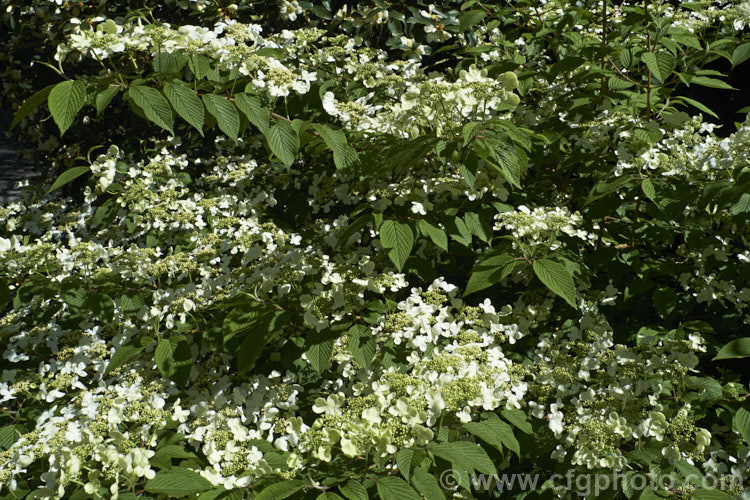 Viburnum plicatum 'Mariesii', a form of a common. Chinese and Japanese spring-flowering deciduous shrub in which the branches are strongly horizontal, creating a tiered effect. viburnum-2081htm'>Viburnum.. viburnum-2081htm'>Viburnum. <a href='adoxaceae-plant-family-photoshtml'>Adoxaceae</a>.