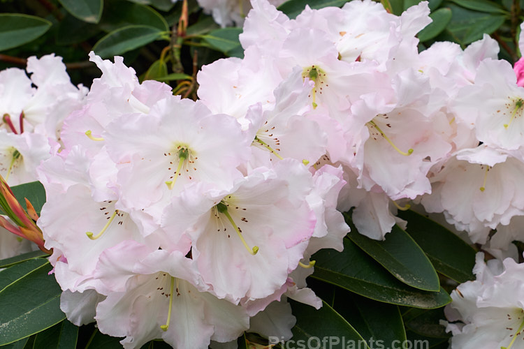Rhododendron 'Lalique', a 1.5-1.8m tall hybrid of probable Loderi or <i>Rhododendron griffithianum</i> parentage. It was raised by A.G. Holmes of Rakaia, New Zealand in 1979 and grows to around 3m high x 4m wide. Order: Ericales, Family: Ericaceae
