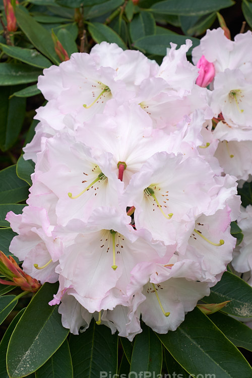 Rhododendron 'Lalique', a 1.5-1.8m tall hybrid of probable Loderi or <i>Rhododendron griffithianum</i> parentage. It was raised by A.G. Holmes of Rakaia, New Zealand in 1979 and grows to around 3m high x 4m wide. Order: Ericales, Family: Ericaceae