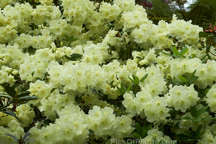 <i>Rhododendron</i> 'Lemon Lodge', ('Prelude' selfed</i>), a bushy, very pale yellow-flowered, New Zealand-raised hybrid introduced in 1972. It will eventually develop into a small tree, around 4m tall x 3m wide. Order: Ericales, Family: Ericaceae