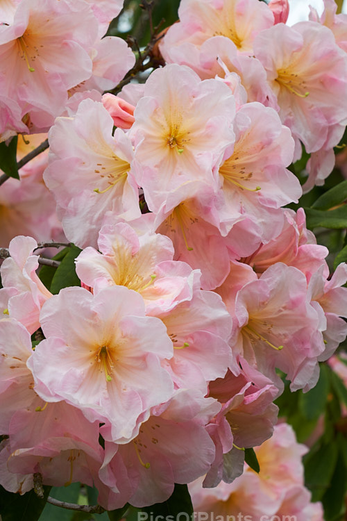 <i>Rhododendron</i> 'Apricot Road', a medium-sized New Zealand-raised hybrid with full, well-rounded trusses of beautifully toned flowers. Order: Ericales, Family: Ericaceae