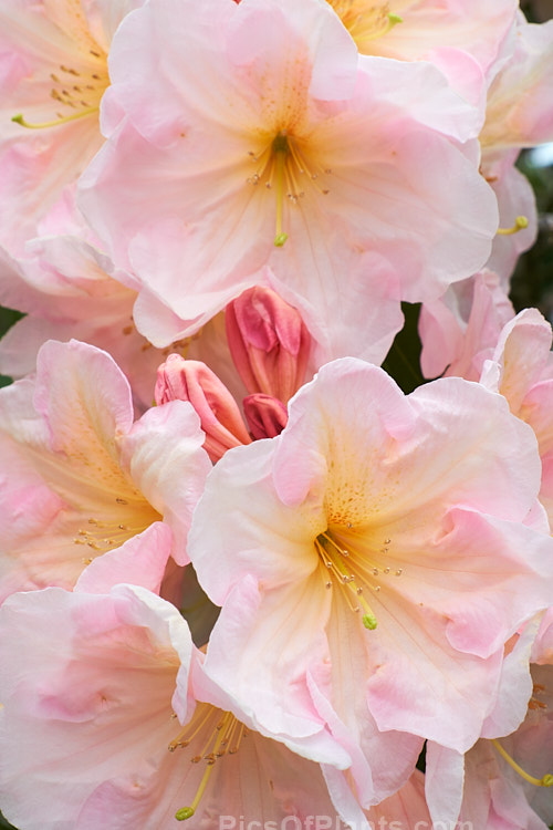 <i>Rhododendron</i> 'Apricot Road', a medium-sized New Zealand-raised hybrid with full, well-rounded trusses of beautifully toned flowers. Order: Ericales, Family: Ericaceae