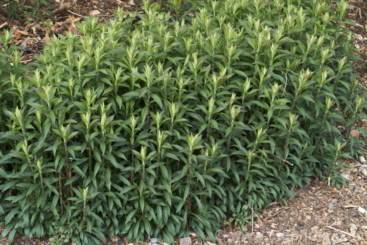 The developing spring foliage of the WrinkleleafGoldenrod or Rough LeavedGoldenrod (<i>Solidago rugosa</i>), a 06-15m tall, summer- to autumn-flowering perennial found all over the eastern half of North America.