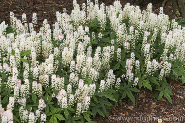 Tiarella 'Spring Symphony', a compact. Foam. Flower cultivar that is grown for its maroon-centred foliage and its impressive spring show of pink-tinted cream flowerheads that are borne on stems up to 40cm tall It soon forms a dense clump of foliage to around 30cm high and spreads to become a small-scale groundcover. Order: Saxifragales, Family: Saxifragaceae