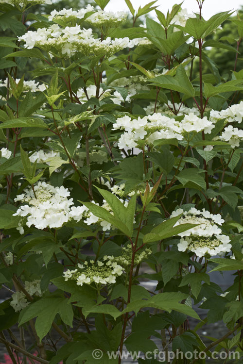 Wentworth. Cranberry. Viburnum or Wentworth. Highbush. Cranberry (<i>Viburnum trilobum 'Wentworth'), a heavy-fruiting cultivar of a 3m tall deciduous. North American shrub. The fruit (not the edible cranberry</i>) follows flat-topped heads of white flowers that open in late spring. In addition to its bright red fruit, 'Wentworth' is notable for its clearly lobed maple-like foliage, which often colours well in autumn. viburnum-2081htm'>Viburnum.. viburnum-2081htm'>Viburnum. <a href='adoxaceae-plant-family-photoshtml'>Adoxaceae</a>.