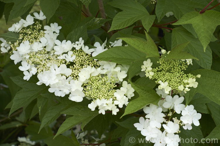 Wentworth. Cranberry. Viburnum or Wentworth. Highbush. Cranberry (<i>Viburnum trilobum 'Wentworth'), a heavy-fruiting cultivar of a 3m tall deciduous. North American shrub. The fruit (not the edible cranberry</i>) follows flat-topped heads of white flowers that open in late spring. In addition to its bright red fruit, 'Wentworth' is notable for its clearly lobed maple-like foliage, which often colours well in autumn. viburnum-2081htm'>Viburnum.. viburnum-2081htm'>Viburnum. <a href='adoxaceae-plant-family-photoshtml'>Adoxaceae</a>.