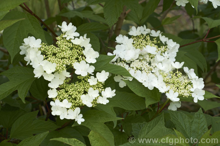 Wentworth. Cranberry. Viburnum or Wentworth. Highbush. Cranberry (<i>Viburnum trilobum 'Wentworth'), a heavy-fruiting cultivar of a 3m tall deciduous. North American shrub. The fruit (not the edible cranberry</i>) follows flat-topped heads of white flowers that open in late spring. In addition to its bright red fruit, 'Wentworth' is notable for its clearly lobed maple-like foliage, which often colours well in autumn. viburnum-2081htm'>Viburnum.. viburnum-2081htm'>Viburnum. <a href='adoxaceae-plant-family-photoshtml'>Adoxaceae</a>.