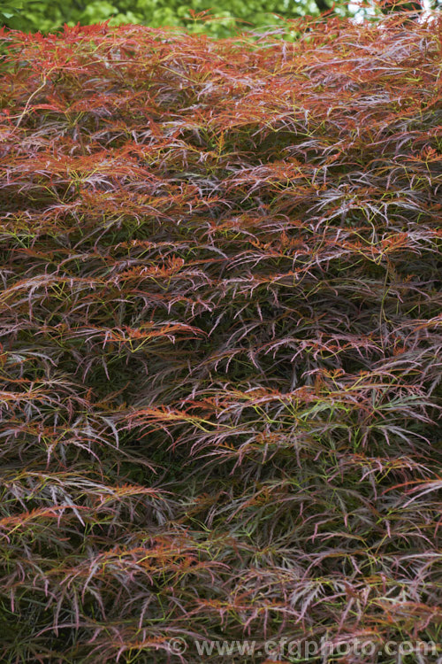 Filigree-leafed. Purple Japanese Maple (<i>Acer palmatum</i> 'Dissectum Atropurpureum'), an attractive shrubby cultivar that is prone to wind-burn. Order: Sapindales, Family: Sapindaceae