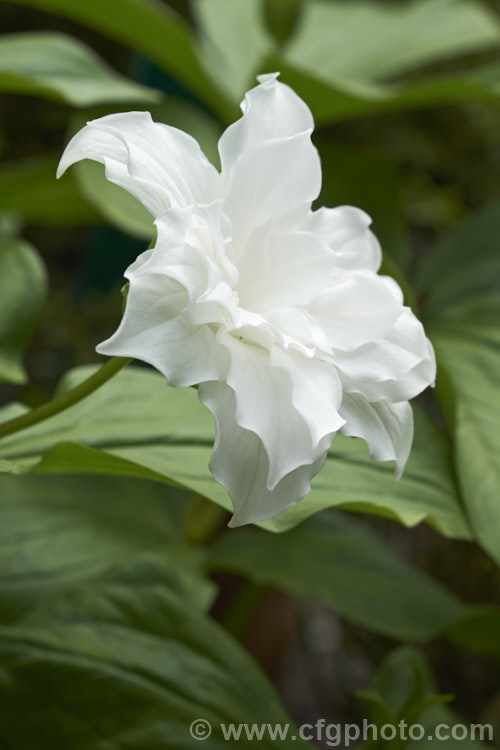 Trillium grandiflorum 'Flore Pleno', a double-flowered cultivar of the great white trillium or wood lily, a spring-flowering bulbous-rooted perennial native to eastern North America. The very showy flowers often develop a pink tint as they age. trillium-2304htm'>Trillium. <a href='melanthiaceae-plant-family-photoshtml'>Melanthiaceae</a>.
