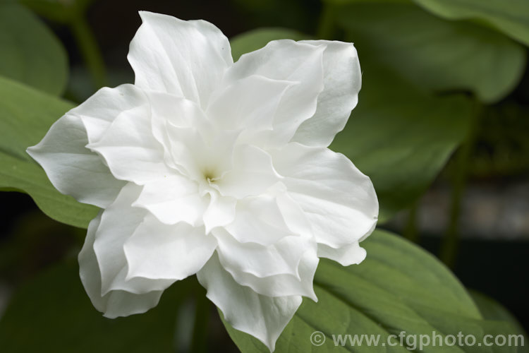 Trillium grandiflorum 'Flore Pleno', a double-flowered cultivar of the great white trillium or wood lily, a spring-flowering bulbous-rooted perennial native to eastern North America. The very showy flowers often develop a pink tint as they age. trillium-2304htm'>Trillium. <a href='melanthiaceae-plant-family-photoshtml'>Melanthiaceae</a>.