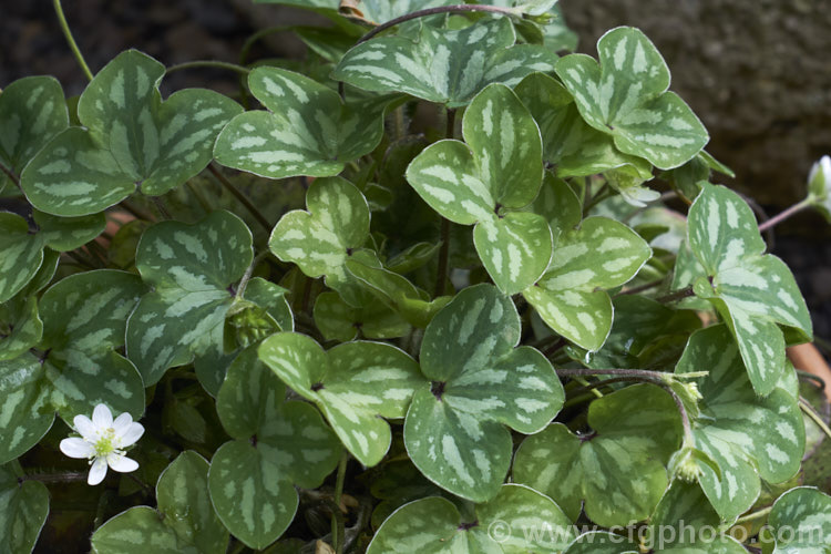 The spring foliage of Hepatica pyrenaica (syn. Hepatica nobilis var. pyrenaica</i>), a very early spring flowering perennial native to the Pyrenees and nearby mountains of northern Spain. It is a small, clump-forming plant with white flowers and mottled, deep bronze green foliage. Order: Ranunculales, Family: Ranunculaceae