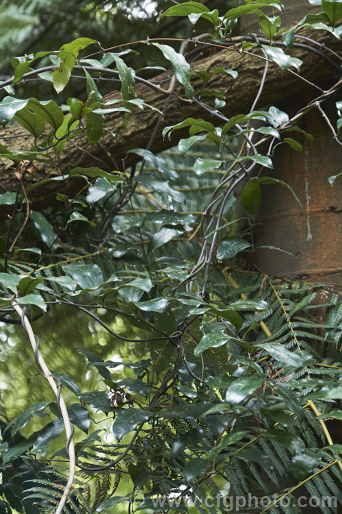 Supplejack (<i>Ripogonum scandens</i>), a vigorous evergreen climbing shrub, a liane or liana, native to New Zealand Its leaves are large (up to 125mm long</i>) and leathery, and clothe dense, tangled stems that can scale large trees. In late spring and early summer, it produces sprays of tiny green flowers that develop into berries that redden when ripe. This photo shows a variation on the typical foliage that is sometimes seen on the lower stems of young plants.