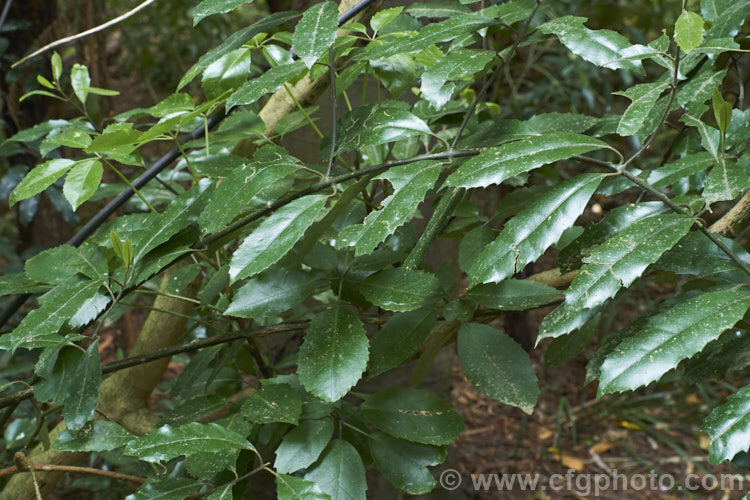 Supplejack (<i>Ripogonum scandens</i>), a vigorous evergreen climbing shrub, a liane or liana, native to New Zealand Its leaves are large (up to 125mm long</i>) and leathery, and clothe dense, tangled stems that can scale large trees. In late spring and early summer, it produces sprays of tiny green flowers that develop into berries that redden when ripe. This photo shows a variation on the typical foliage that is sometimes seen on the lower stems of young plants