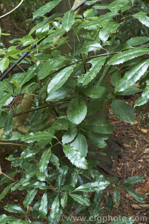 Supplejack (<i>Ripogonum scandens</i>), a vigorous evergreen climbing shrub, a liane or liana, native to New Zealand Its leaves are large (up to 125mm long</i>) and leathery, and clothe dense, tangled stems that can scale large trees. In late spring and early summer, it produces sprays of tiny green flowers that develop into berries that redden when ripe. This photo shows a variation on the typical foliage that is sometimes seen on the lower stems of young plants