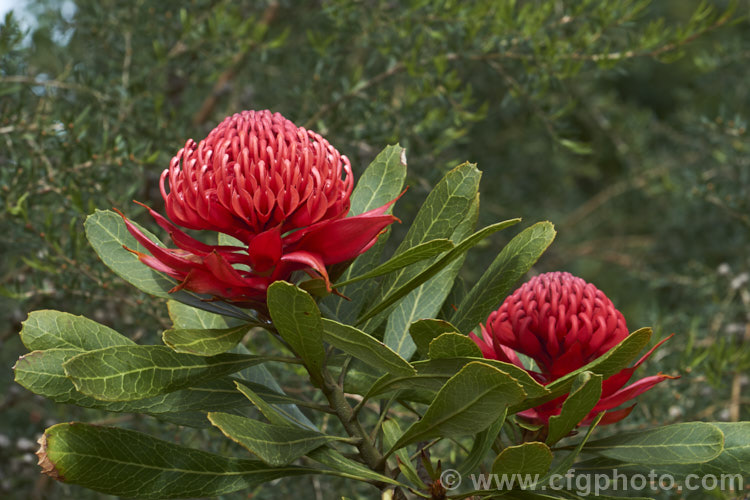 New South Wales. Waratah (<i>Telopea speciosissima</i>), an evergreen spring-flowering shrub or small tree native to southeastern Australia. It grows to around 6m tall, often with a considerable spread. Order: Proteales, Family: Proteaceae